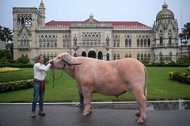 Ko Muang Phet, a white buffalo sold for $500,000, is seen with his new owner Jintanat Limtongkul after a meeting between Prime Minister Srettha Thavisin and members of the Thai Buffalo Breeding Development Association at Government House in Bangkok. AFP