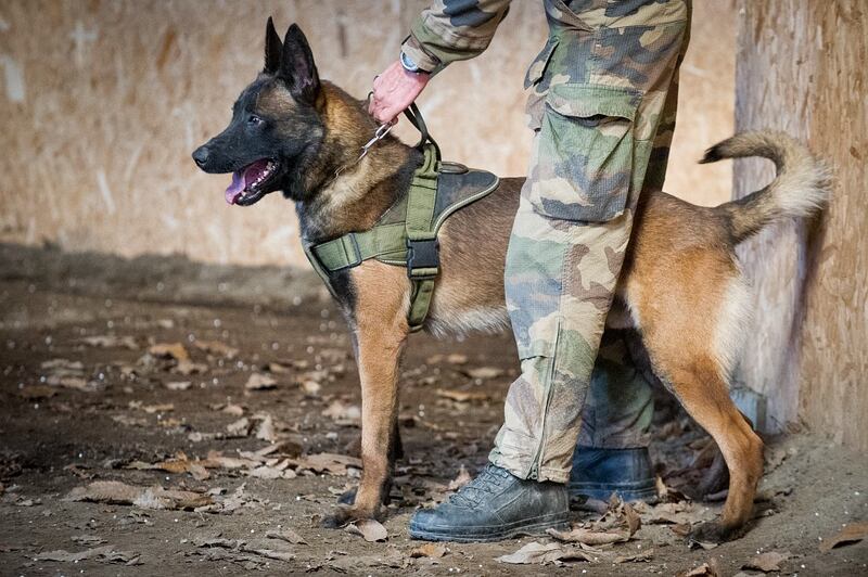 A French special forces dog called Leuk has been awarded the PDSA Dickin Medal after he saved lives by cornering insurgents during an anti-terrorist operation in Mali. AFP