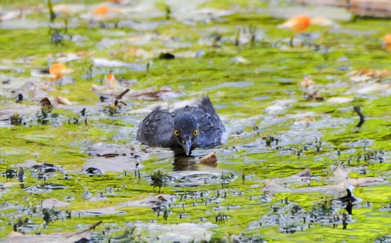 An aquatic bird in the canton of Desamparados, east of San Jose, Costa Rica. EPA