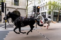 Army horses escape and run loose through central London