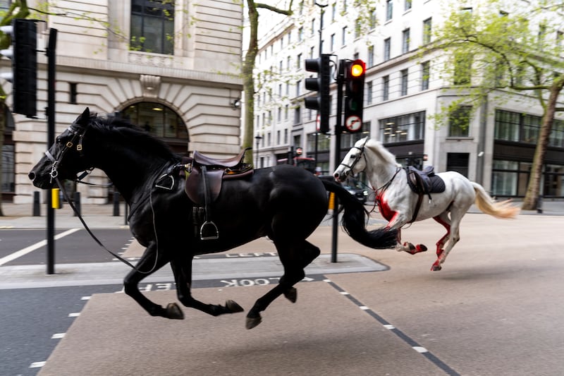 Two horses on the loose bolt through the streets of London near Aldwych on Wednesday. PA