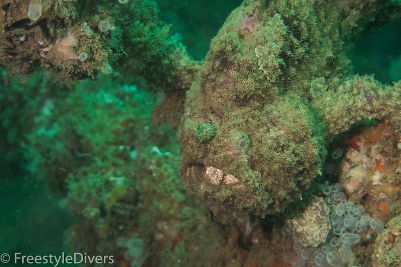 A frog fish at Gunther's Wreck. Photo: Darryl Owen / Freestyle Divers
