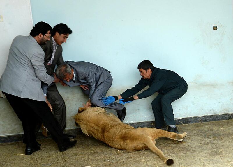 Afghan zookeeper Qurban Ali, right, attempts to intervene as Marjan a lion plays at his cage in Kabul’s zoo. Shah Marai / AFP