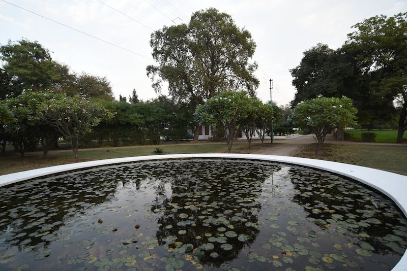 A lotus pond at Shahpura Bagh