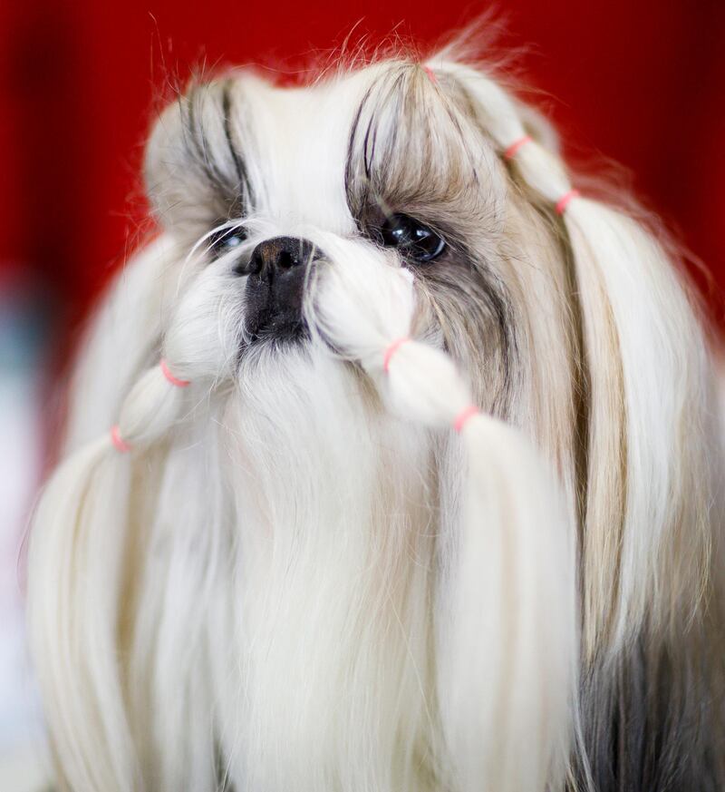 A Shih Tzu named Khloe is groomed during the 2019 Westminster Kennel Club Dog Show. Photo: EPA