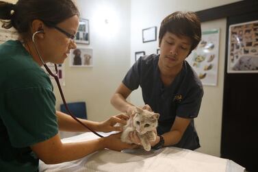 A stray cat is checked at Australian Veterinary Hospital as part of a campaign by Animal Welfare Abu Dhabi to trap, neuter and release cats. Ravindranath K / The National