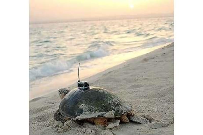 A hawksbill turtle, with a tracking device fitted to its shell, heads back to the water after laying eggs.