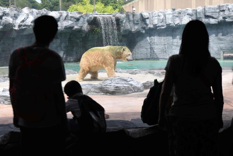 Visitors watch Inuka, a senior polar bear, from a glass window of its enclosure at the Singapore Zoo. Roslan Rahman / AFP Photo