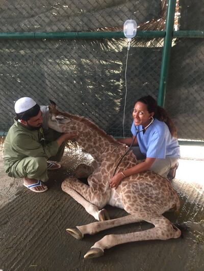 Dr Hollis Stewart treating a sick giraffe. Credit Hollis Stewart