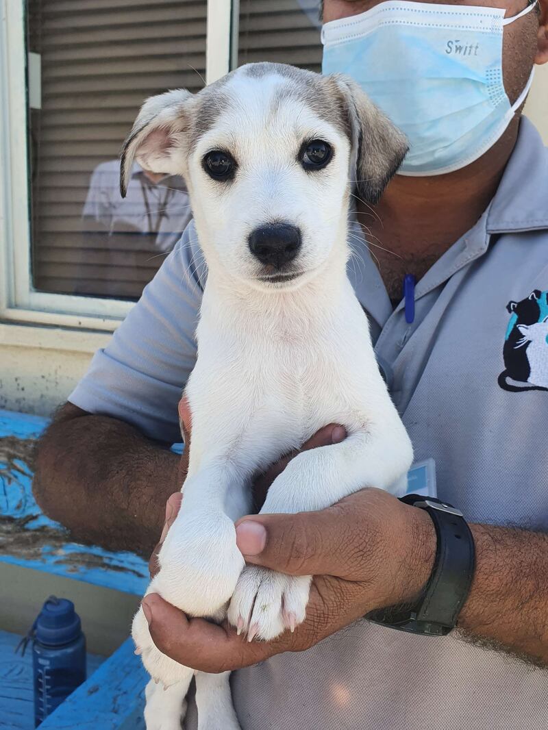 Kenzy is one of the dogs up for adoption on Dubizzle by RAK Animal Welfare. The group has been certified by the website to help prospective pet owners. Photo: RAK Animal Welfare / Dubizzle
