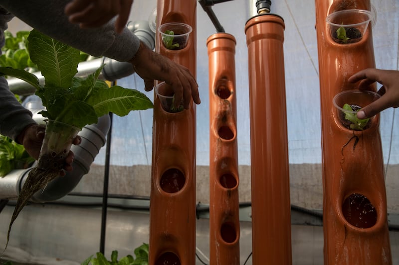 Hydroponic pipe systems allow for innovative farming techniques that save water and also avoid the use of pesticides.