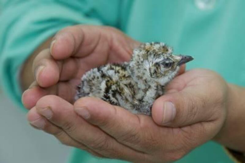 A houbara bustard chick, the first one for this year's breeding seasons, was born at The National Avian Research Center in  Shweihan on 12 February.

Courtesy The International Fund for Houbara Conservation
