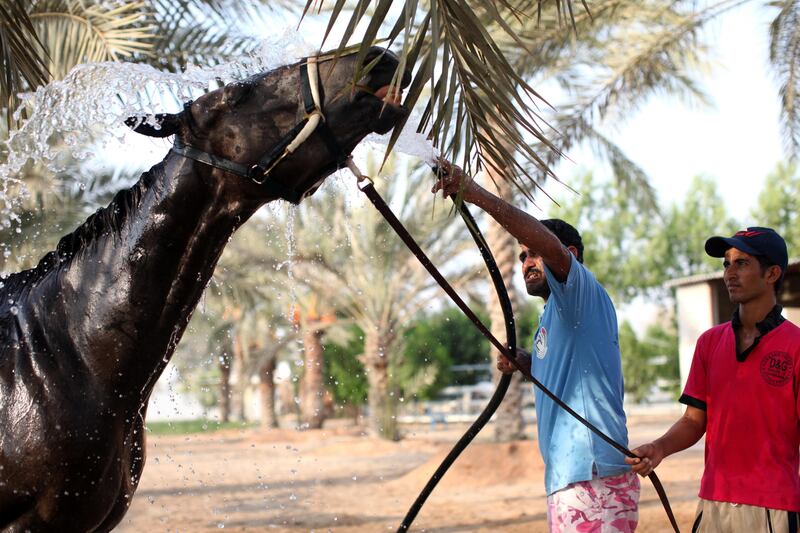 August 15 2011 - Shahama UAE - Humidity is in at full swing. Sugun "Doctor" Singh (41) from Ujaipur, India baths horses everyday to cool them down at the Shahama Equestrian Club. Sugun learnt how to handle horses in India but has learnt so much here that his co-workers nickname him "Doctor". (Razan Alzayani / The National) 