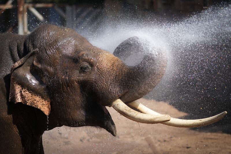Aung-Bo, a 21-year-old Asian elephant, is cooled down by a keeper at Chester Zoo. Getty Images