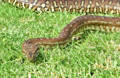 Of the world's 25 most venomous snakes, 20 can be found in Australia, including the dreaded brown snake. Photo by Ronan O’Connell