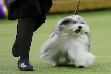 Bono, a Havanese, competes in Best in Show at the 143rd Westminster Kennel Club Dog Show on Tuesday, Feb. 12, 2019, in New York. King, a wire fox terrier, won Best in Show. Bono came in second among the more than 2,800 dogs who entered. (AP Photo/Frank Franklin II)