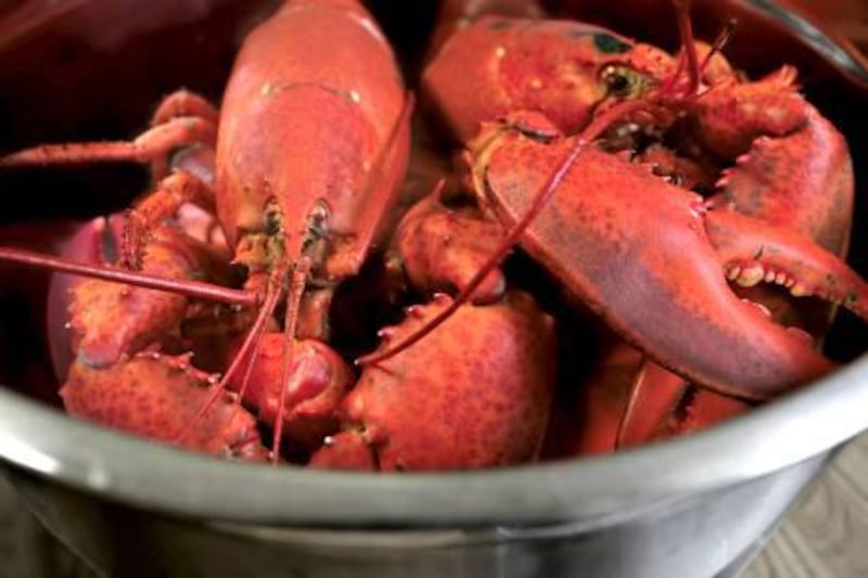A pot of boiled lobster from Nova Scotia. (istockphoto.com)