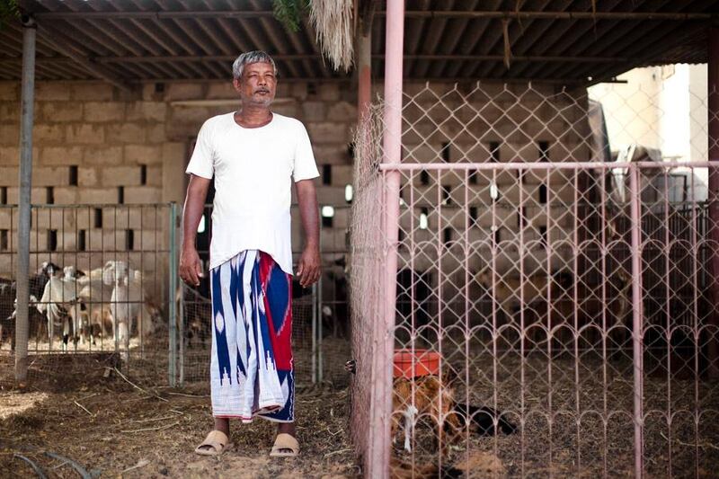 July 12, 2011, Ras Al Khaimah, UAE:

Sudesh, a goat farmer, lives at the foot of the mountains just outside of RAK City. His most frequent contact with the outside world is when a truck comes up from the city to pick up goats(like the one begging for attention through the fence). Surprisingly he is quite busy in the summer as he must prepare for the high demand that comes about with Ramadan. 

Since the UAE discovered petrol, farming has been outsourced to people like Sudesh. Though with more and more multi-national food companies opening up shop (Carrefour, in RAK city, for example), his profesison is slowly but surely, becoming less and less common.

Lee Hoagland/The National 

