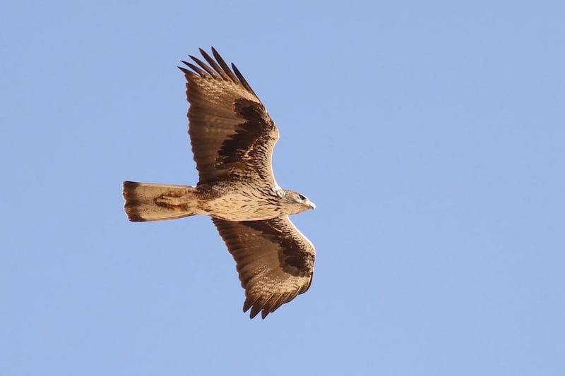 A Bonelli’s eagle. Courtesy Benoit Maire