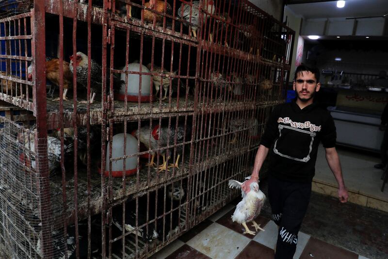Livestock reared in Al-Arish city. Reuters