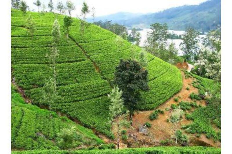 Tea plantations in Sri Lanka's golden valley. Kipat Wilson for The National