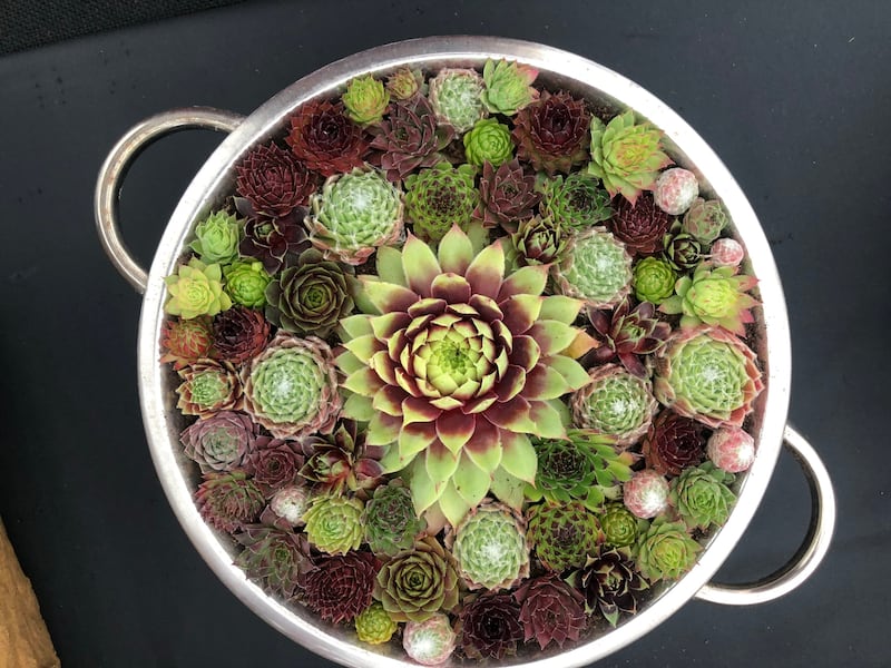 Succulents grown in a colander