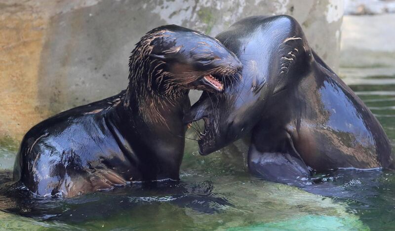 Seals inside an enclosure at the Moscow Zoo in Russia. Reuters