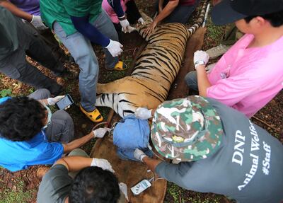 epa07846359 (FILE) - Thai vets check on a sedated tiger prior to its removal from the Tiger Temple in Kanchanaburi province, Thailand, 30 May 2016 (reissued 16 September 2019). More than 80 of the 147 tigers that Thai officials confiscated in 2016 from Thailand's controversial Tiger Temple in Kanchanaburi province have reportedly died with respiratory problems and from the canine distemper viral disease because their immune systems had been severely weakened by inbreeding, a National Park official said on 16 September 2019. All confiscated tigers were sent to two state-run sanctuaries, the Khaozon Wildlife Breeding Center and the Khao Pratupchang Wildlife Breeding Center in Ratchaburi province, after the Tiger Temple had been accused of being involved in illegal wildlife trade and animal abuse.  EPA/NARONG SANGNAK