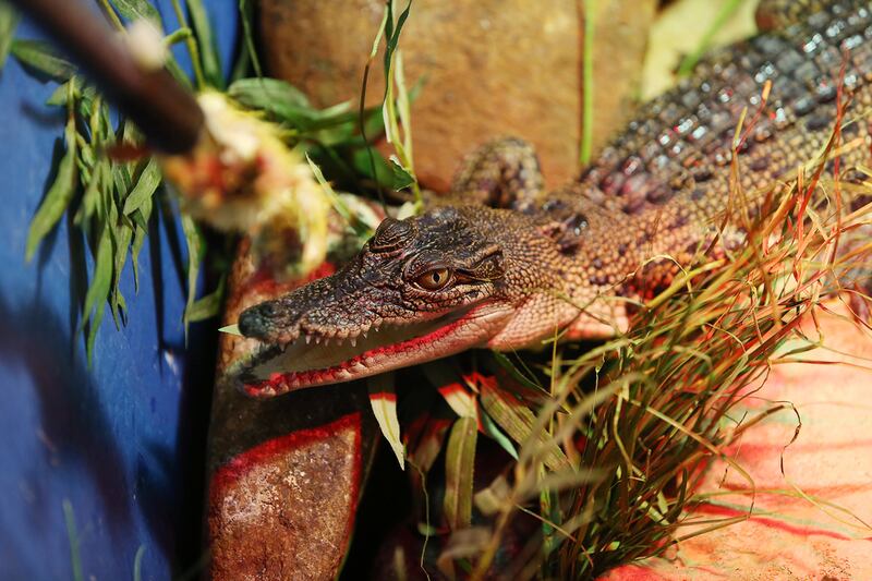 Princess, a baby crocodile, at Dubai Aquarium and Underwater Zoo. Pawan Singh / The National