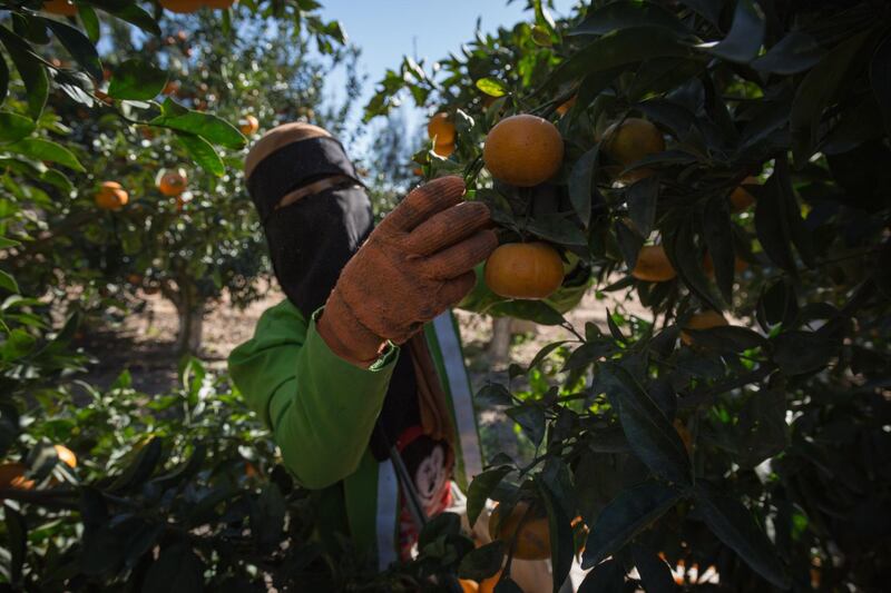 A Mafa worker inspects the orange groves. The company also grows lemons, limes, grapefruit, as well as a wide range of other fruit. Getty Images