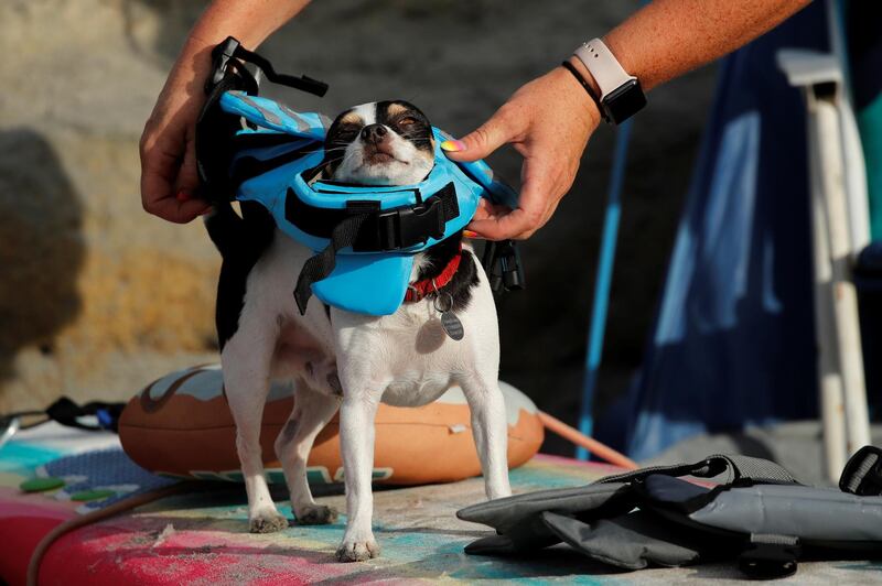 A small dog is suited up to compete at the 14th annual Helen Woodward Animal Center "Surf-A-Thon". Reuters