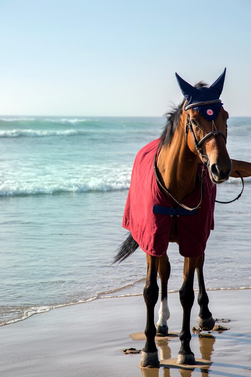 Horse riding is available on-site with a range of trusty steeds on call. Courtesy Hilton Tangier Al Houara