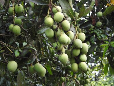 Indian farmer grows mangoes that look like apples and taste like bananas