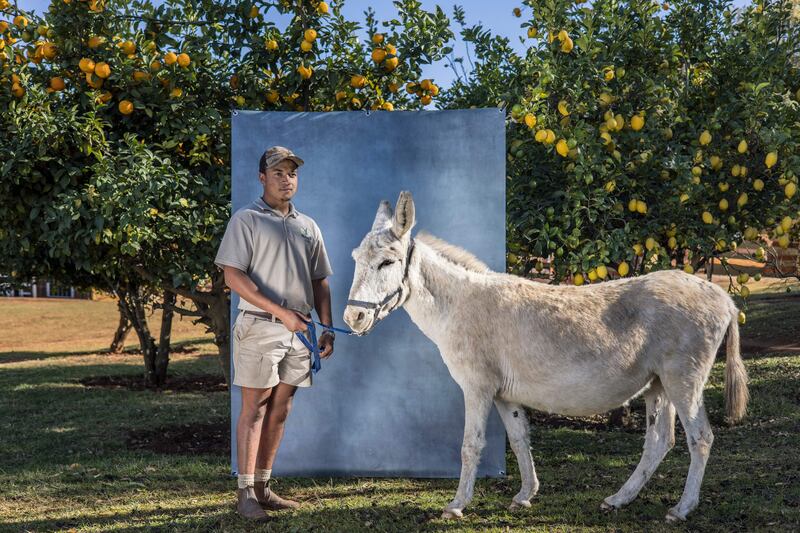 Farm manager Martyn van Adrichem poses with Elsa at the Donkey Dairy Farm at Magaliesburg, Gauteng, South Africa. Chinese traditional medicine demand for a gelatin made from donkey skins has seen the population plunge in South Africa. AFP