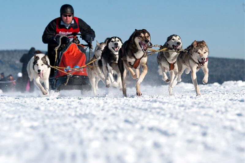 A musher speeds through the snow with his Siberian huskies during an International dog sled race near Clausthal-Zellerfeld, northern Germany Sunday Feb. 5, 2012. (AP Photo/dapdJens Schlueter) *** Local Caption ***  Germany Dog Sled Race.JPEG-00737.jpg