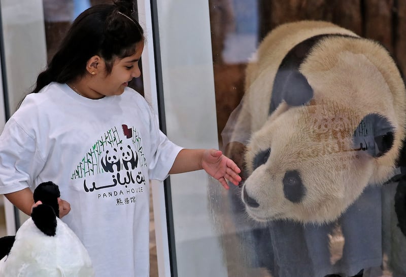 A child plays with a Chinese giant panda from behind the protective glass at the Panda Park in Al Khor on October 19, 2022.  - Qatar became the first Middle Eastern country Wednesday to receive Chinese giant pandas -- Suhail and Soraya -- who, in true Gulf fashion, took up residence in luxury air-conditioned quarters.  The Chinese government sent the animals as gift to mark the World Cup that starts November 20.  China has not qualified for the event, but is a major customer for Qatar's natural gas.  (Photo by DENOUR  /  AFP)