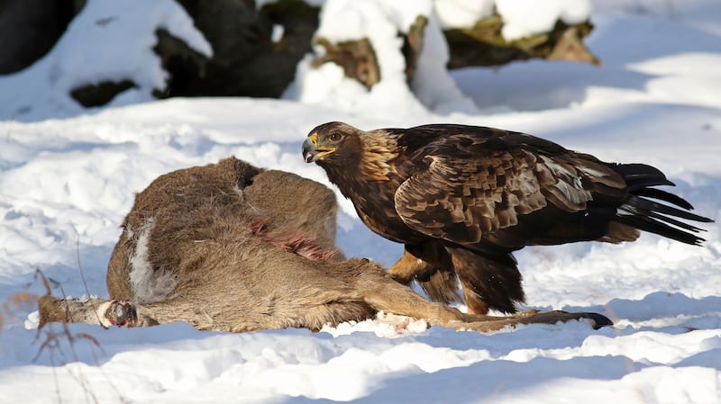 A study published in the journal 'Science' on February 17 estimated that lead exposure reduced the annual population growth of bald eagles by 4 per cent and golden eagles by 1 per cent. David Brandes via AP