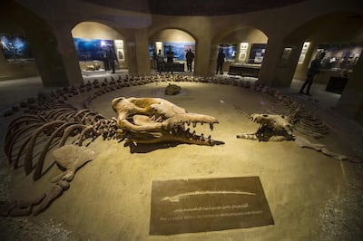 A 'Basilosaurus isis' whale fossil at Egypt's Wadi Al Hitan Fossil and Climate Change Museum, in Fayoum. AFP 

