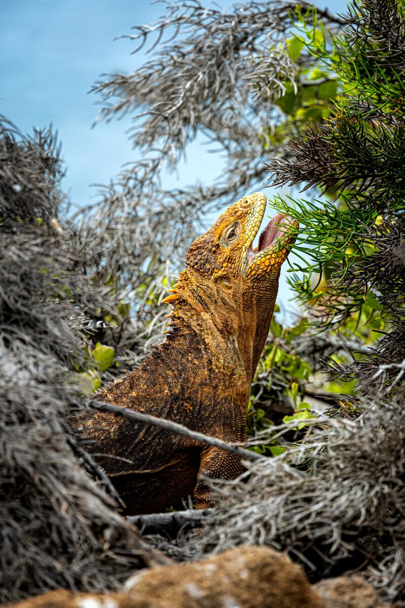 'Land Iguana With the Munchies' took first place in the Animals in Action category. Courtesy Galapagos Conservation Trust