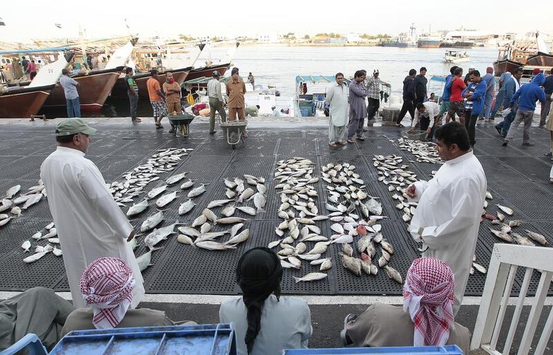 Lining up their catch: soon a fish monger will call customers to bid at Ajman Fish Market. Jeffrey E Biteng / The National 