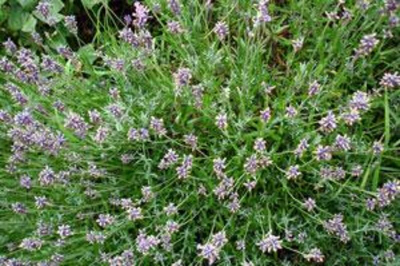 Lavender, known for its relaxing scent, can be grown in this climate.