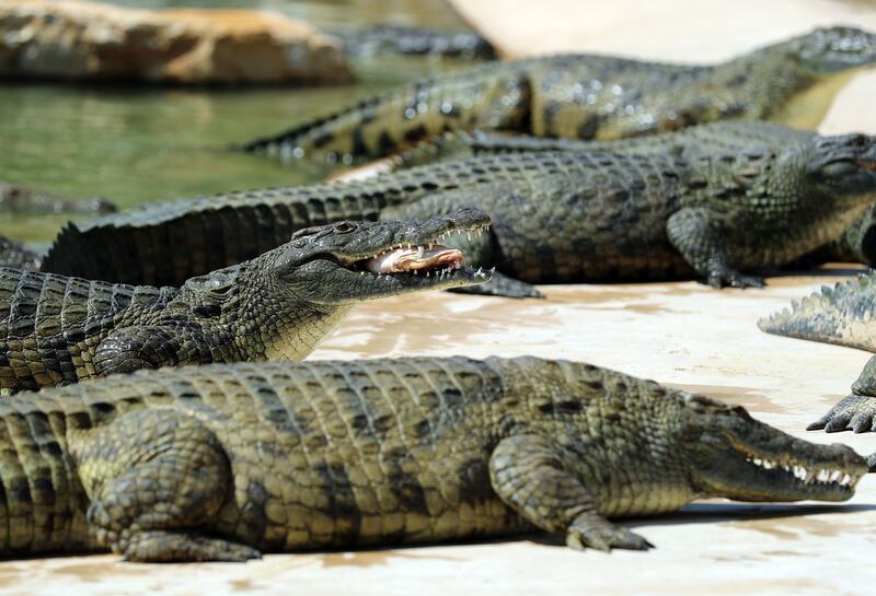 Feeding time at the park