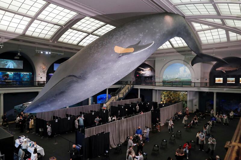 A blue whale model hangs with a band aid on its fin above a pop up vaccination site at the American Museum of Natural History in New York City, US. Reuters