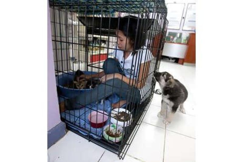 An average of six animals a week are abandoned at the Pets'n Us Veterinary Clinic.