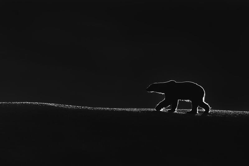First prize winner of the general category (black and white) shows Talal Al Rabah's image of a polar bear's shadowy silhouette in the Norwegian Svalbard Archipelago. Talal Al Rabah