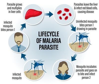 How malaria infects people. Ramon Penas / The National