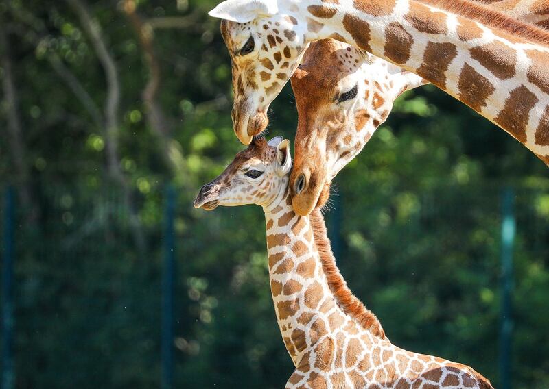 Henry, a newborn Rothschild's giraffe is kept under the watchful gaze of adult giraffes inside their enclosure at the 'Tierpark Berlin' zoo in Berlin, Germany.  EPA