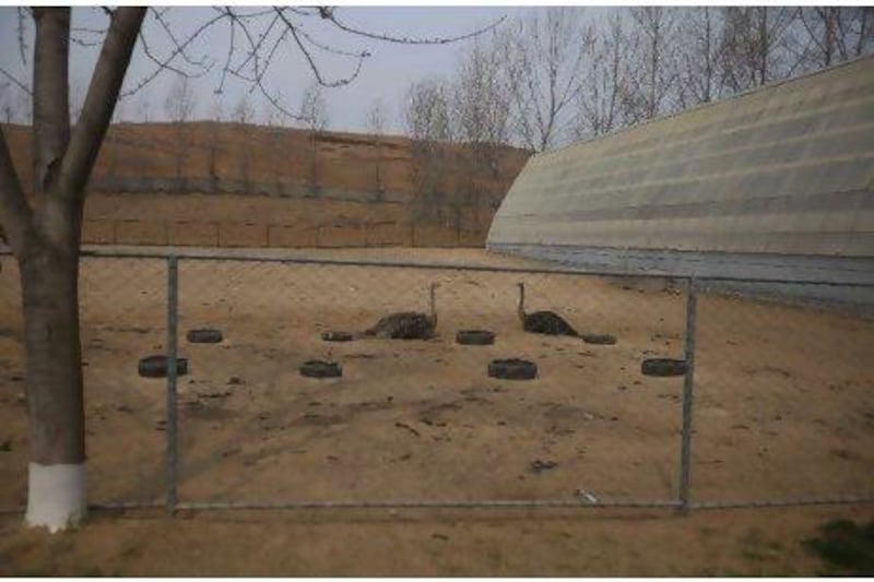 Two ostriches sit together inside a pen at a large ostrich farm outside of Pyongyang. A bold and expensive investment, the farm has ended up making little difference in North Korea’s perennial food shortage.