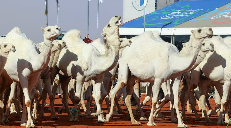 This year, the kingdom opened the world’s largest camel hospital at a cost of more than $36.5 million.