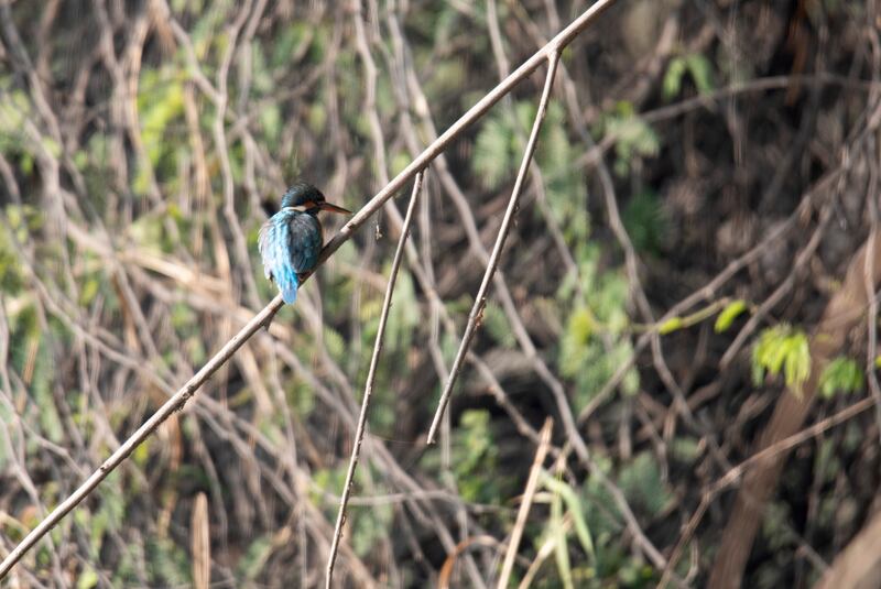A kingfisher in the sanctuary